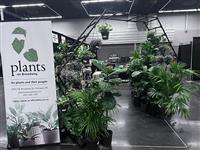 Plants on Broadway